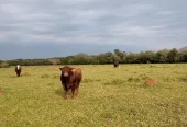 Impresionante Campo Mixto (ganadero, forestación, turismo)