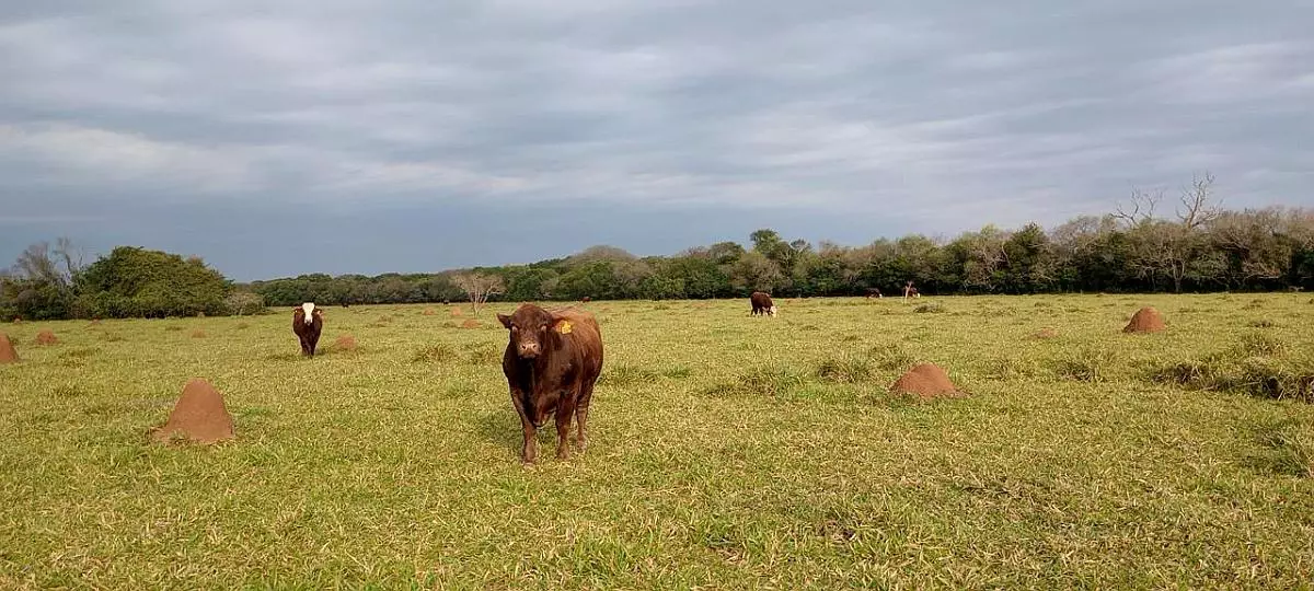 Impresionante Campo Mixto (ganadero, forestación, turismo)