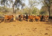 VENDO ESTABLECIMIENTO AGRO GANADERO EN PARAGUAY