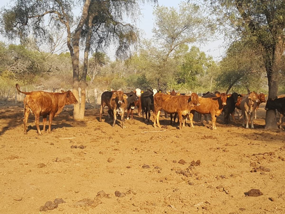 VENDO ESTABLECIMIENTO AGRO GANADERO EN PARAGUAY