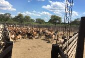 VENDO ESTABLECIMIENTO AGRO GANADERO EN PARAGUAY