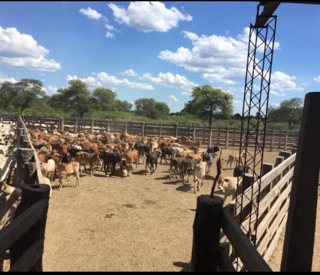 VENDO ESTABLECIMIENTO AGRO GANADERO EN PARAGUAY