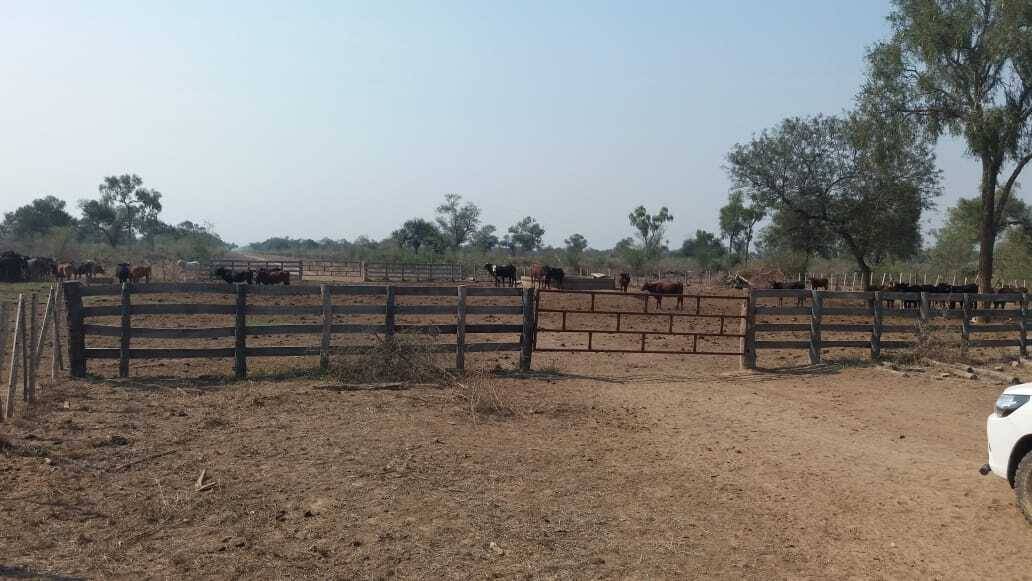VENDO ESTABLECIMIENTO AGRO GANADERO EN PARAGUAY