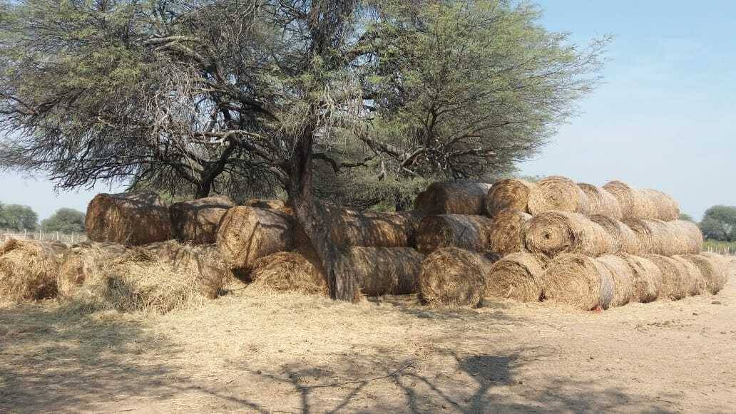 VENDO ESTABLECIMIENTO AGRO GANADERO EN PARAGUAY