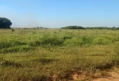 Impresionante Campo Mixto (ganadero, forestación, turismo)