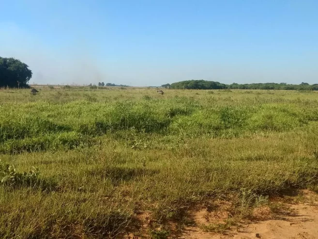 Impresionante Campo Mixto (ganadero, forestación, turismo)