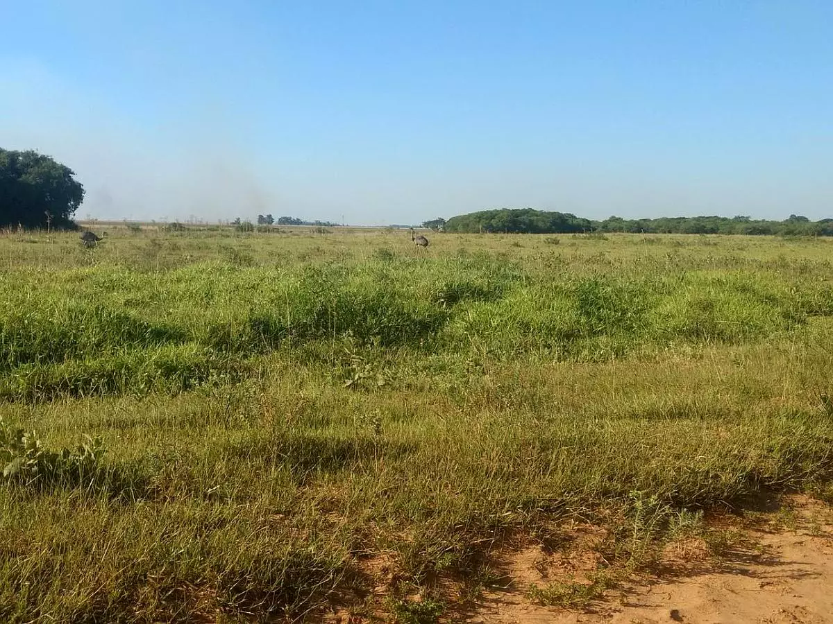 Impresionante Campo Mixto (ganadero, forestación, turismo)