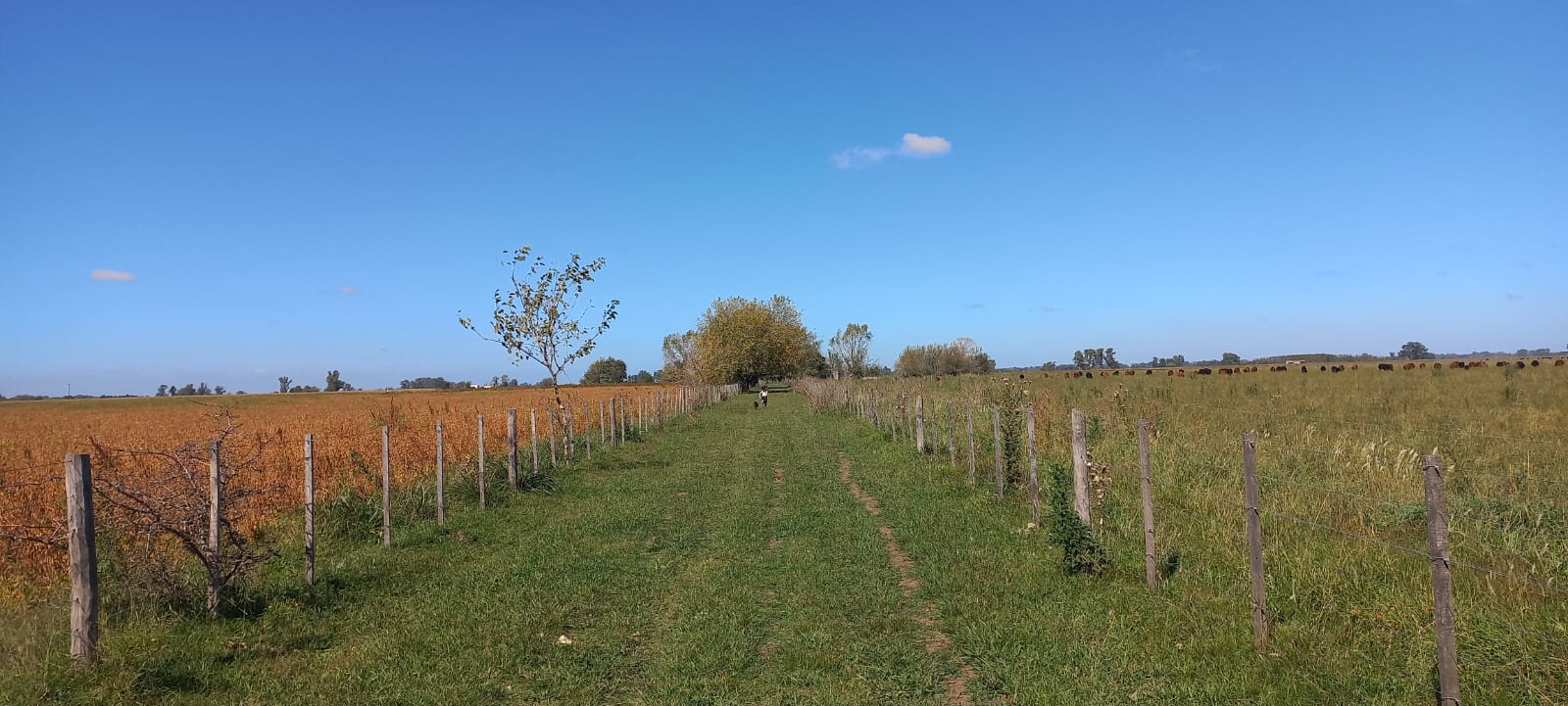 Campo 82ha Mixto en Carlos Keen y con muchas mejoras