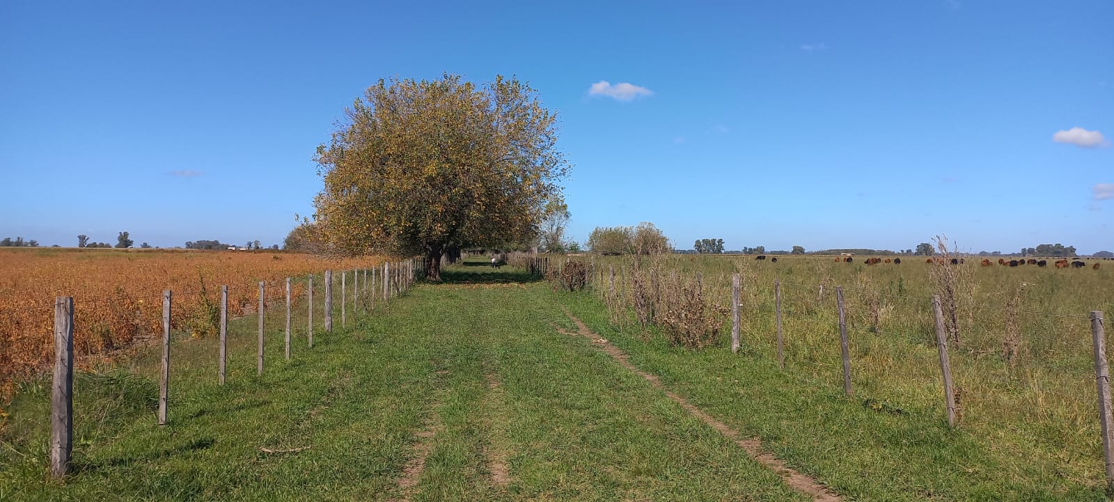 Campo 82ha Mixto en Carlos Keen y con muchas mejoras