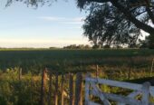 Campo 82ha Mixto en Carlos Keen y con muchas mejoras