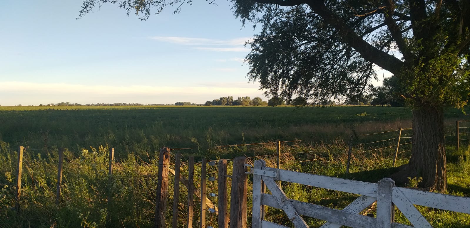 Campo 82ha Mixto en Carlos Keen y con muchas mejoras