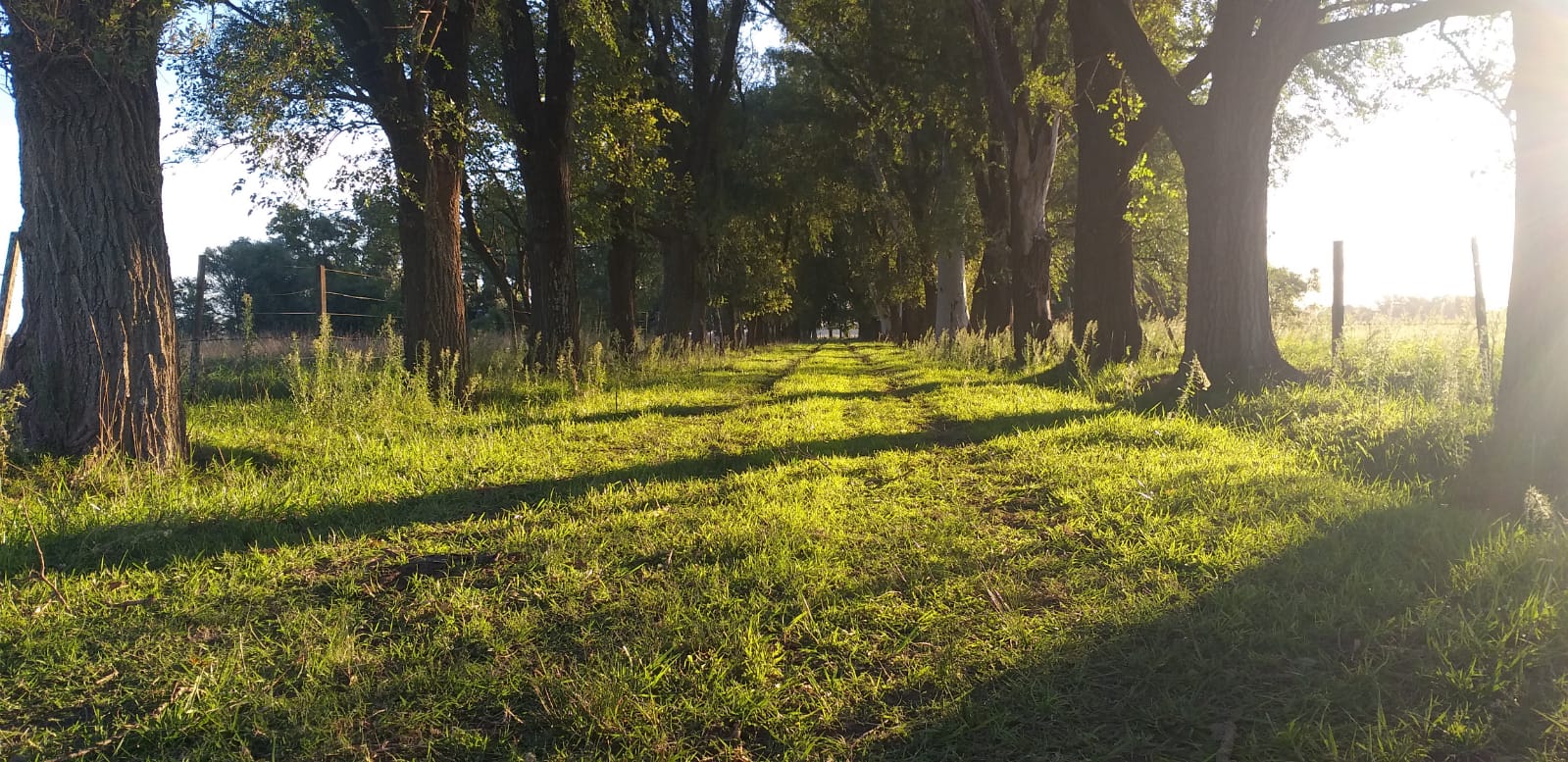 Campo 82ha Mixto en Carlos Keen y con muchas mejoras