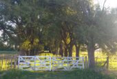 Campo 82ha Mixto en Carlos Keen y con muchas mejoras