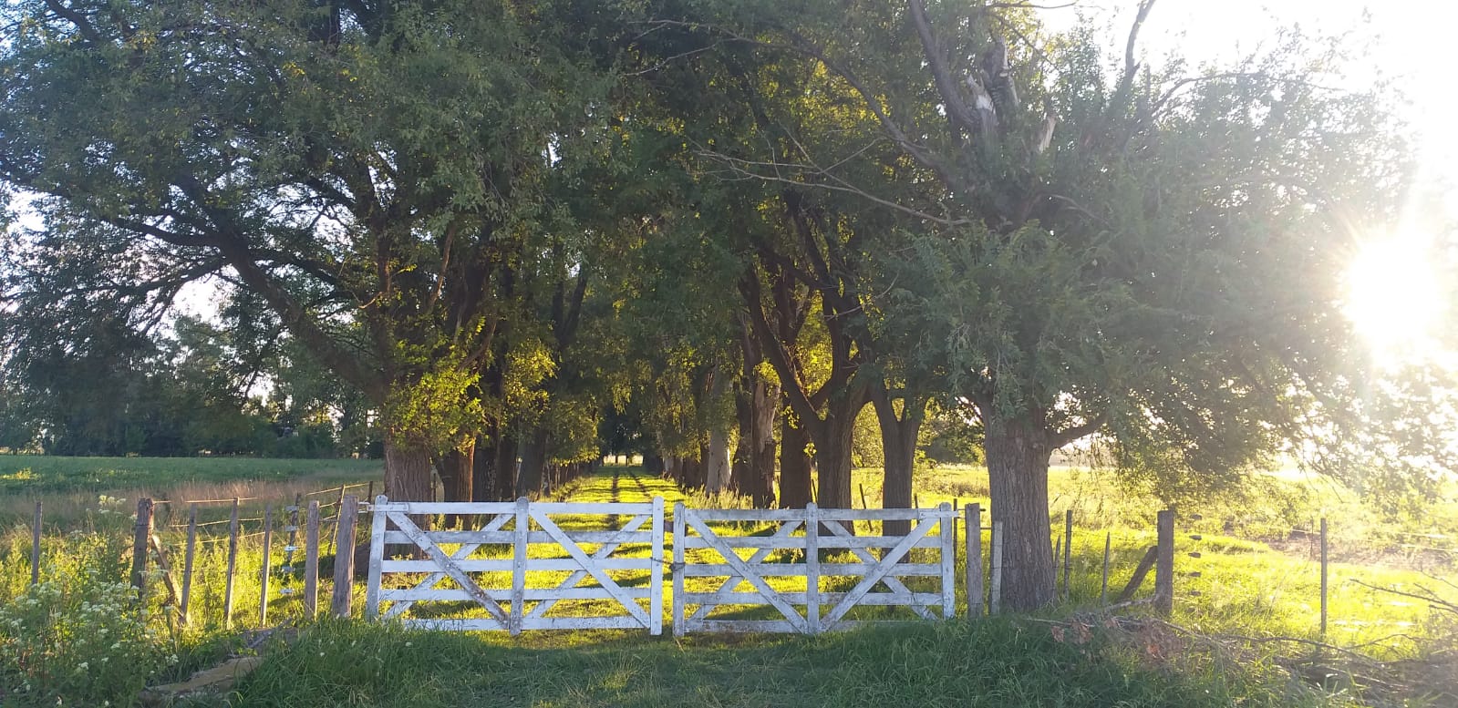 Campo 82ha Mixto en Carlos Keen y con muchas mejoras