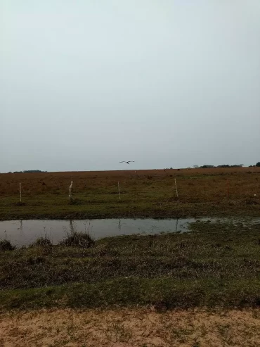 Impresionante Campo Mixto (ganadero, forestación, turismo)