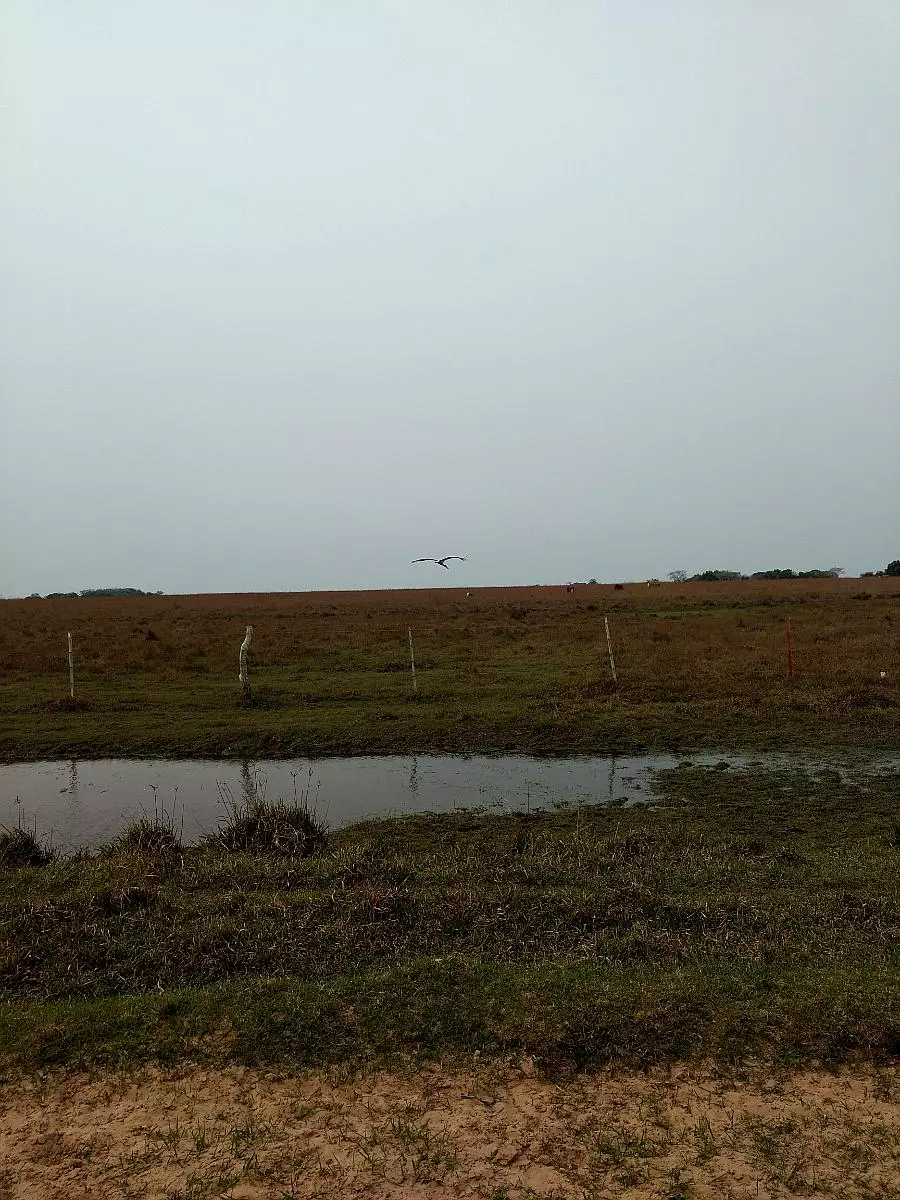 Impresionante Campo Mixto (ganadero, forestación, turismo)