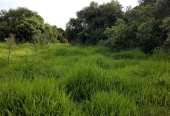 Impresionante Campo Mixto (ganadero, forestación, turismo)