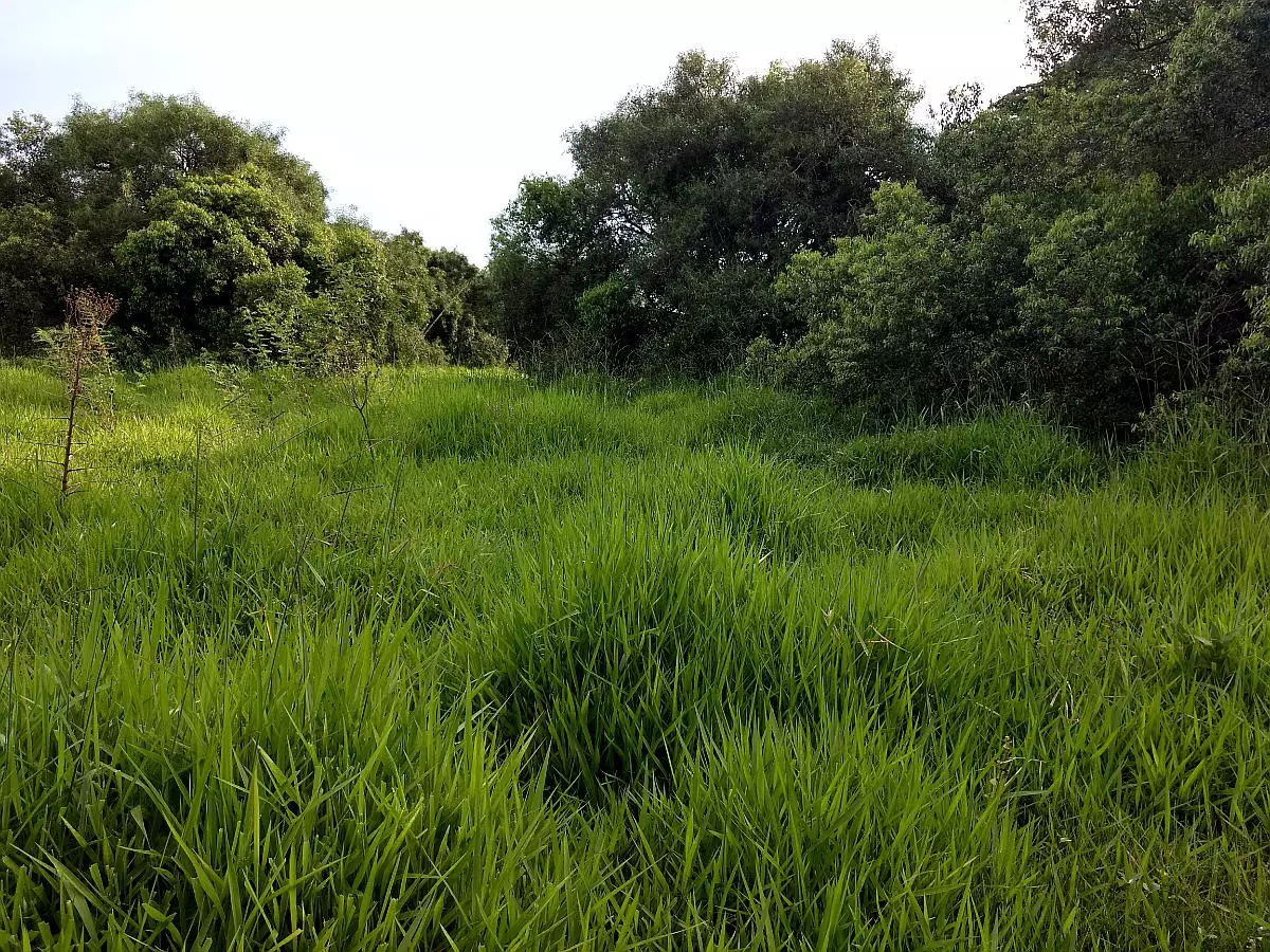 Impresionante Campo Mixto (ganadero, forestación, turismo)