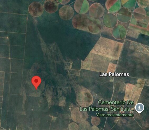 CAMPO EN VENTA – 450 ha en Las Palomas, San Luis