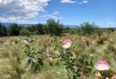 Campo 129 ha en Villa Berna Calamuchita Córdoba