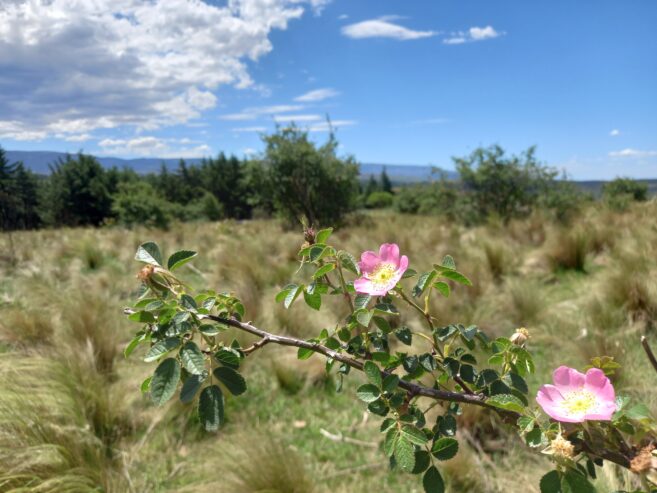 Campo 129 ha en Villa Berna Calamuchita Córdoba
