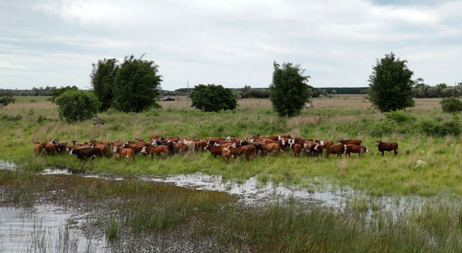 Excelente campo ganadero – forestal en Saladas, Corrientes.