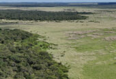 CAMPO EN VENTA GANADERO 🐄 – Ubicado entre san Jaime y Chajari E.R- 424 hectáreas