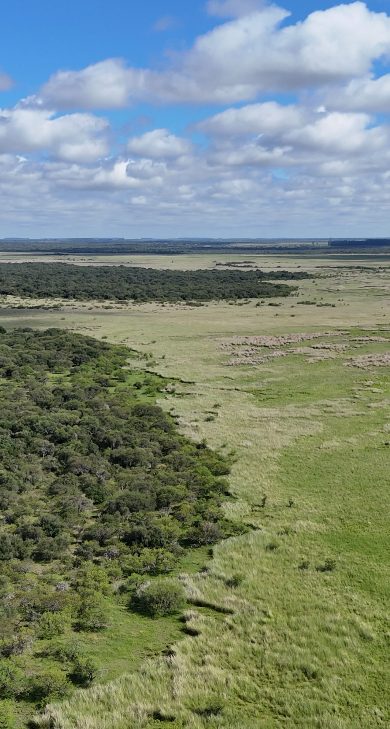 CAMPO EN VENTA GANADERO 🐄 – Ubicado entre san Jaime y Chajari E.R- 424 hectáreas