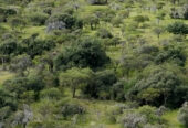 CAMPO EN VENTA GANADERO 🐄 – Ubicado entre san Jaime y Chajari E.R- 424 hectáreas