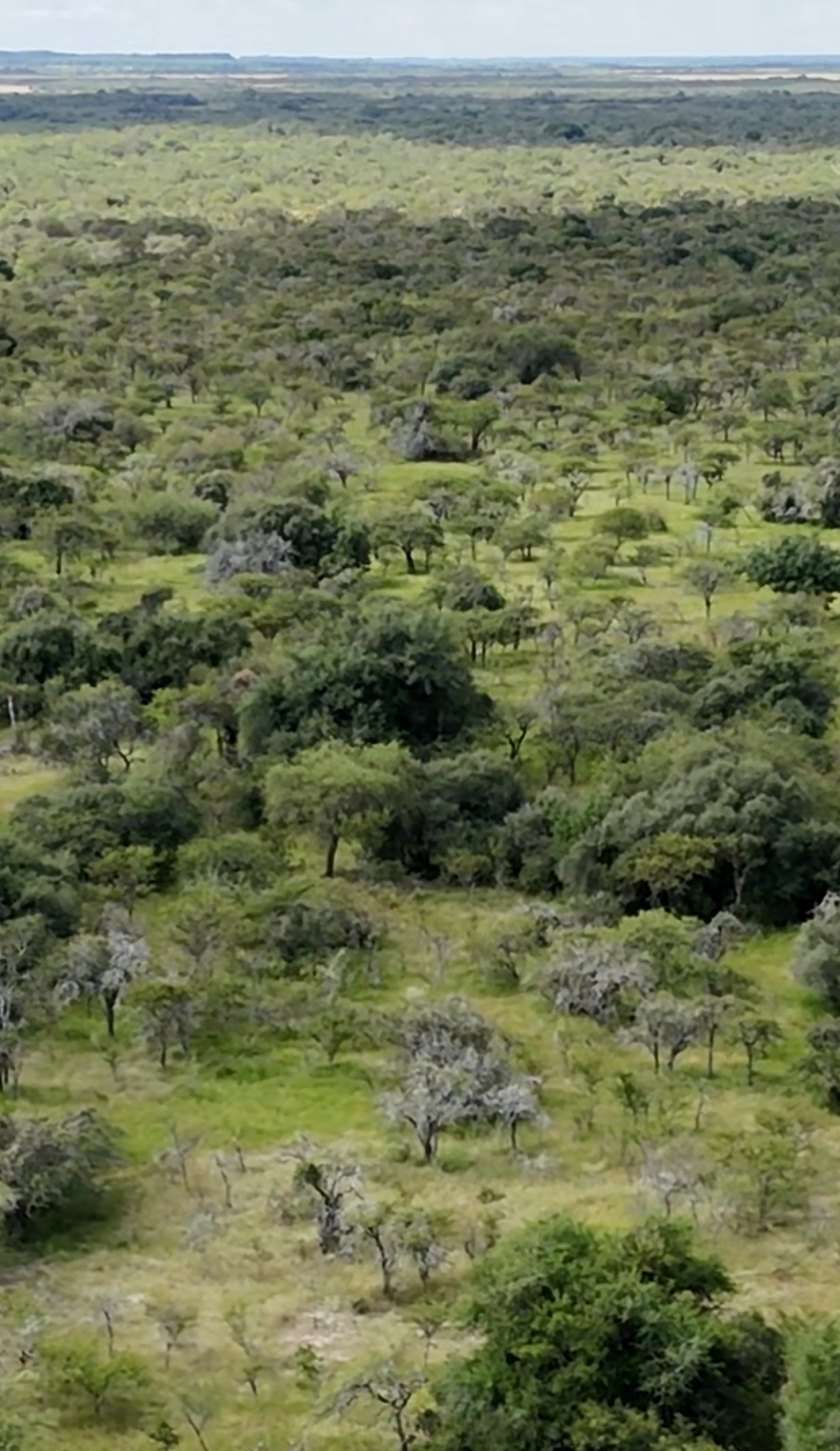 CAMPO EN VENTA GANADERO 🐄 – Ubicado entre san Jaime y Chajari E.R- 424 hectáreas