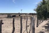 CAMPO GANADERO DE CRÍA-5900 HAS- PROVINCIA DE LA PAMPA