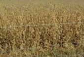 Campo Bolívar 1700 Hectáreas Mixtas