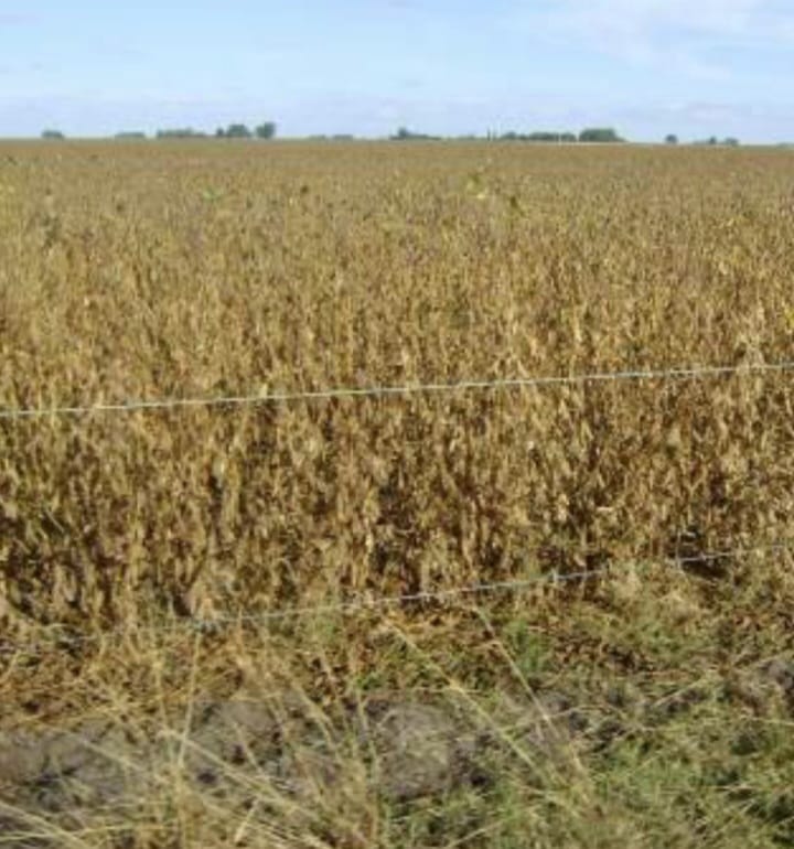 Campo Bolívar 1700 Hectáreas Mixtas