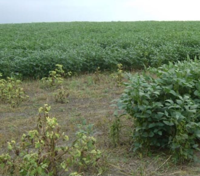 Campo Bolívar 1700 Hectáreas Mixtas