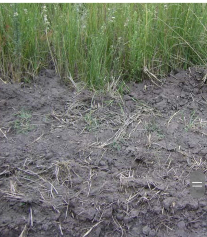 Campo Bolívar 1700 Hectáreas Mixtas