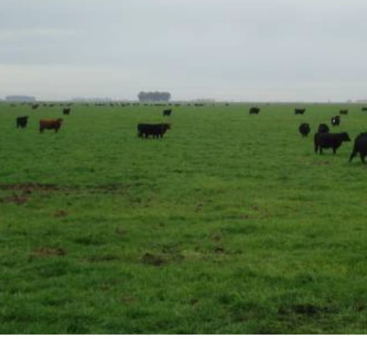 Campo Bolívar 1700 Hectáreas Mixtas