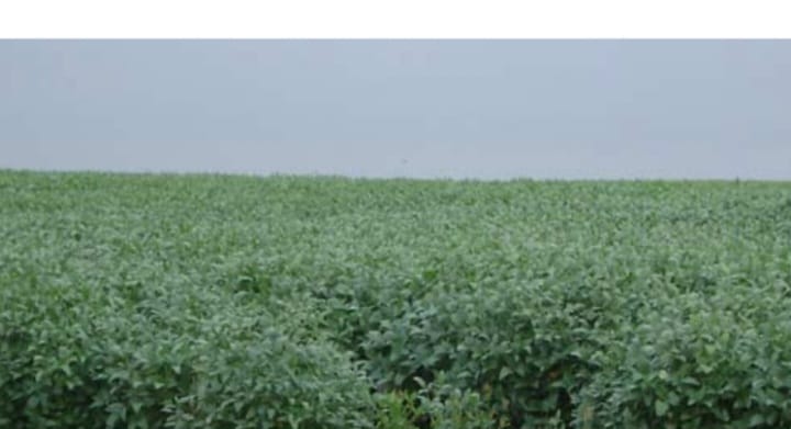 Campo Bolívar 1700 Hectáreas Mixtas