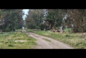 Vendo casco de estancia en Oriente