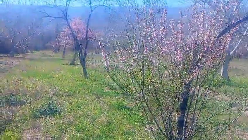 ​🏡 ¡EN VENTA! Chacra productiva en San Blas de los Sauces (La Rioja) 🍇🌿