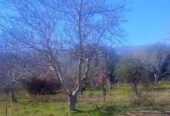 ​🏡 ¡EN VENTA! Chacra productiva en San Blas de los Sauces (La Rioja) 🍇🌿