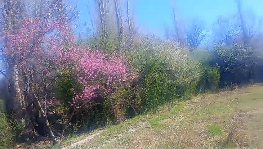 ​🏡 ¡EN VENTA! Chacra productiva en San Blas de los Sauces (La Rioja) 🍇🌿