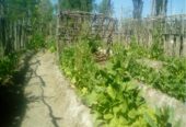 Campo en Venta 28 Hectareas Ideal Proyecto S. Rafael MZA