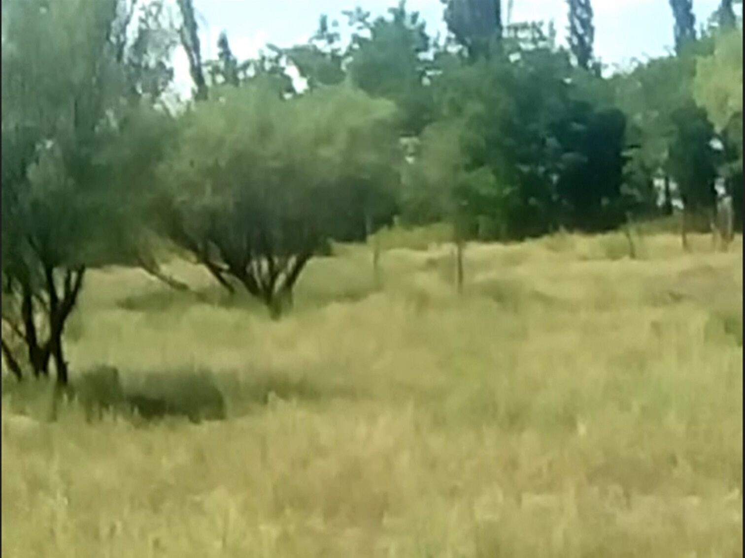 Campo en Venta 28 Hectareas Ideal Proyecto S. Rafael MZA