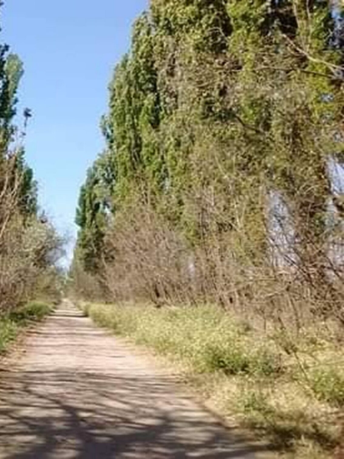 Campo en Venta 28 Hectareas Ideal Proyecto S. Rafael MZA