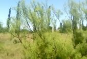 Campo en Venta 28 Hectareas Ideal Proyecto S. Rafael MZA