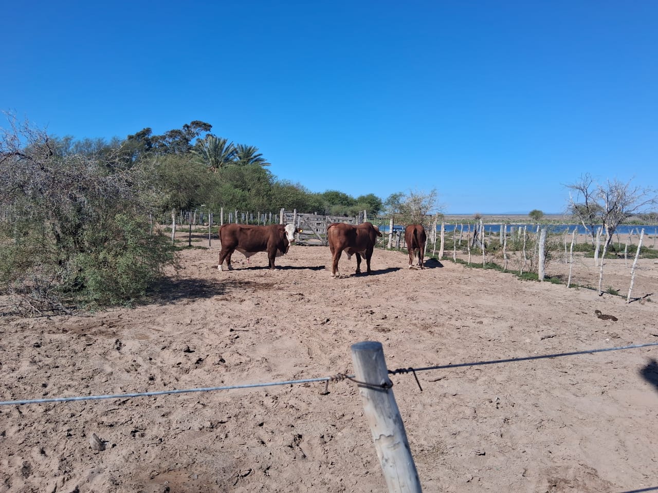 Campo Ganadero Pampas Blancas, en la Rioja, 11500 Has
