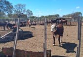 Campo Ganadero San Camilo, en la Rioja, 10493 Hectáreas