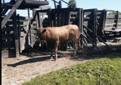 campo