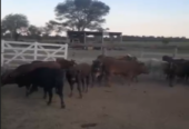 VENTA CAMPO GANADERO 1.470 HA – ESTANCIA LA ESTELA – CHACO, ARGENTINA