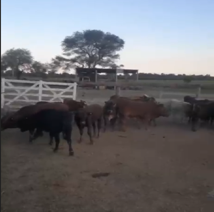 VENTA CAMPO GANADERO 1.470 HA – ESTANCIA LA ESTELA – CHACO, ARGENTINA